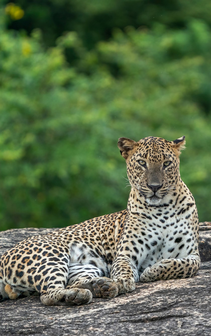 Yala National Park